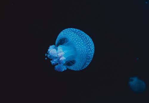 jellyfish jellyfish swimming in water invertebrate